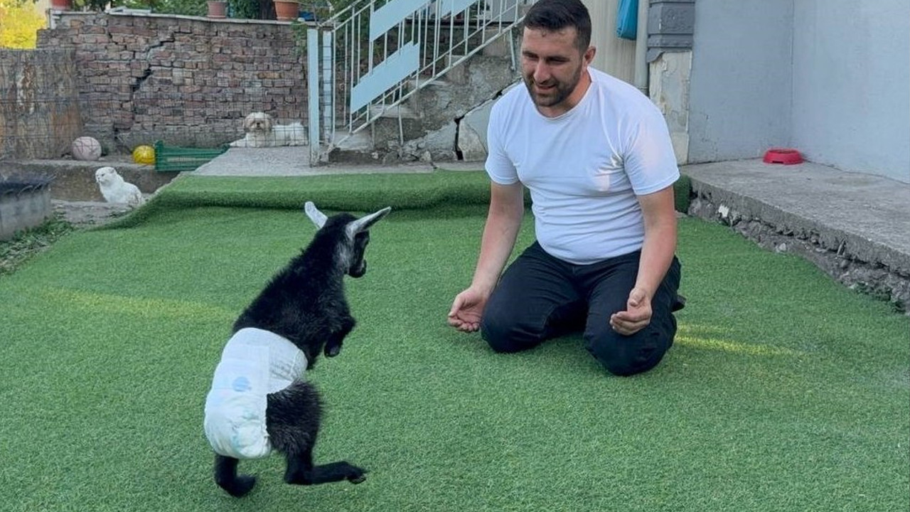 Karabük’te yürüme engelli keçiyi sahiplenen çift yavruya evlerinde bakıyor Haber gorseli